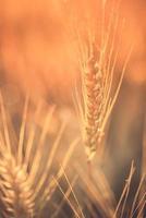 Wheat field. Ears of golden wheat closeup. Rural scenery under shining sunlight, peaceful autumn landscape of wheat field. Beautiful ripe organic ears of wheat during harvest against blue sky. photo