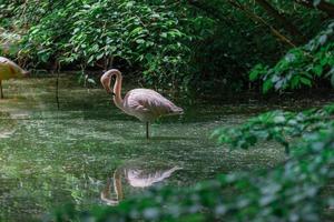 Pink flamingo in the pond, soft sunlight and clam water reflection. Animal park or zoo with tropical garden lake. Beautiful flamingo in pond, serene exotic nature animals photo