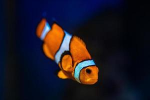 coloridos peces de arrecife. pez payaso ocellaris, amphiprion ocellaris, también conocido como pez payaso falso percula o pez payaso común foto