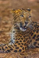 A wild Leopard seen on a safari in South Africa. Beautiful animal portrait, soft sunlight. Persian leopard Panthera pardus saxicolor photo