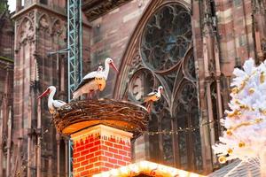 stork nest near cathedral photo