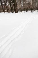 ski runs on the edge of birch forest photo