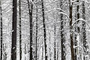 bare pine trees trunks in winter forest photo