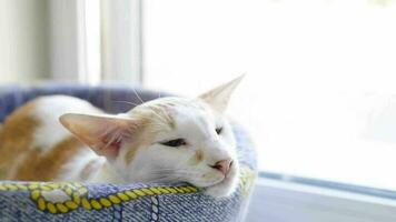 lindo gato de anatolia durmiendo en una cama blanda video