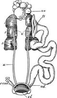 órganos urogenitales de paloma hembra, ilustración vintage vector