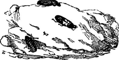 Lard Beetles, vintage illustration. vector