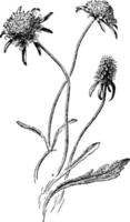 Scabiosa Atropurpurea vintage illustration. vector