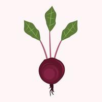 Red beet root vector illustration for graphic design and decorative element