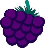 Blackberry flat, illustration, vector on white background.