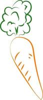 Carrot drawing, illustration, vector on white background.