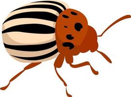 Escarabajo colorado, ilustración, vector sobre fondo blanco.