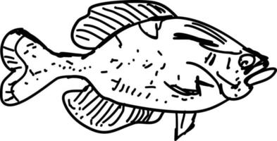 Fish sketch, illustration, vector on white background.