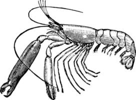 Red Shrimp, vintage illustration. vector