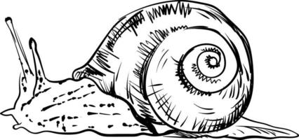 Snail drawing, illustration, vector on white background.