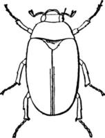 May Beetle, vintage illustration. vector