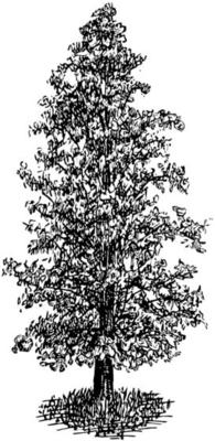 Bald Cypress in Cultivated Form vintage illustration.