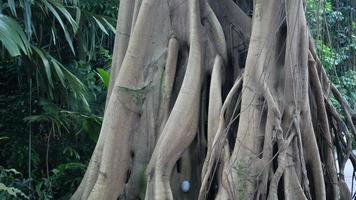 panning su il radici e tronco di un' grande tenda Figura albero video