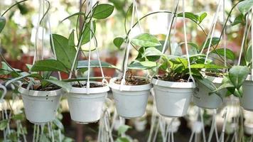 orquídeas em vasos em um dia ensolarado video