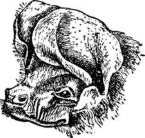 nyctinomus mascrotis, ilustración antigua. vector