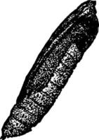 Webworm or Loxostege similalis, vintage illustration. vector
