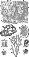 Types of Zoogloea, vintage illustration. vector