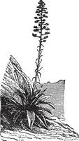 ilustración vintage de agave. vector