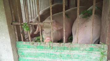 les cochons dans la porcherie mangent de l'herbe verte. élevage d'animaux domestiques. video