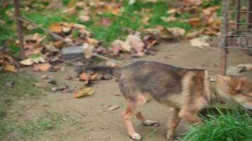 un pequeño perro lindo en una casa rural, se sienta en una cadena. video