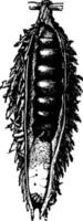 Bagworm or Thyrtdopteryx ephemeraeformis, vintage illustration. vector