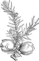 Fruiting Branchlet of Juniperus Drupacea vintage illustration. vector