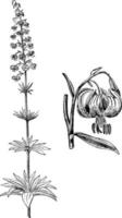 Flower Stem and Detached Flower of Martagon Lily vintage illustration. vector