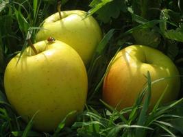 Big yellow apples on a field of green grass with a little ladybird photo