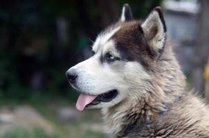 Arctic Malamute with blue eyes muzzle portrait close up. This is a fairly large dog native type photo