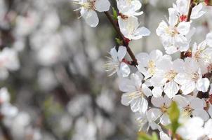 Pink Apple Tree Blossoms with white flowers on blue sky background photo