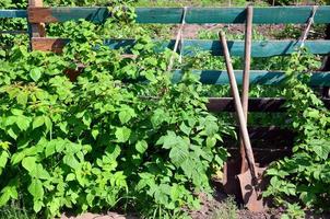 An old rusty shovel near the raspberry bushes, which grow next to the wooden fence of the village garden. Background image associated with seasonal harvests and long-term garden work photo