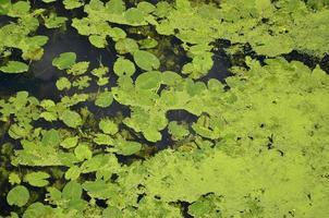 Texture of swamp water dotted with green duckweed and marsh vegetation photo