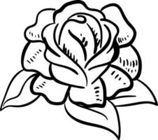 Rose drawing, illustration, vector on white background.