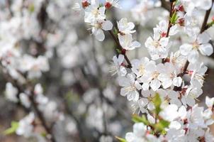 Pink Apple Tree Blossoms with white flowers on blue sky background photo