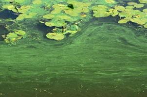 The surface of an old swamp covered with duckweed and lily leaves photo