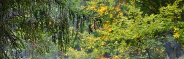 Branch of European spruce with a pair of cones against the background of a misty coniferous forest photo