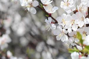 Pink Apple Tree Blossoms with white flowers on blue sky background photo