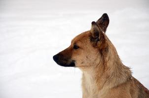 A stray homeless dog. Portrait of a sad orange dog on a snowy background photo