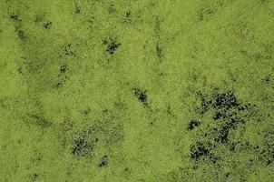 Texture of swamp water dotted with green duckweed and marsh vegetation photo