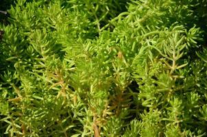 Texture of a bush of a green plant, similar to underwater algae photo