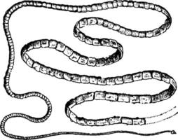 Tapeworm, vintage illustration. vector