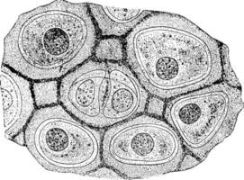 células de cartílago hialino, ilustración vintage. vector