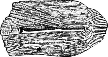 Scale or Odax linealus, vintage illustration. vector