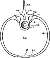 Mammal Vertebrae, vintage illustration. vector
