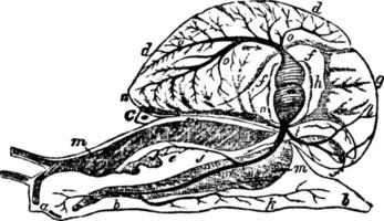 anatomía del caracol, ilustración vintage. vector