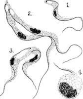 tripanosoma gambiense, ilustración vintage. vector